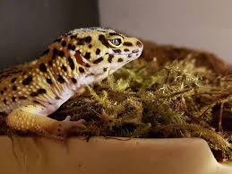 Each leopard gecko should have its own hideouts. Norway Drammen Leopard Gecko Pet Gecko Reptile Animal One Animal Piqsels