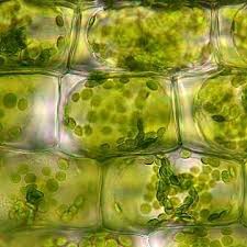 I used my memory to create these not so real cells. Cell Wall Membrane Microscopic Photography Plant Cell Microscopic