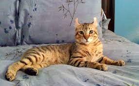 Même si ces plumets peuvent apparaître sur différentes races de chats, y compris les chats de gouttière. Le Highlander Caractere Origine Conseils D Elevage Sante