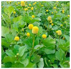 Image result for Acmella