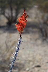 How much water do cacti need, and how often? Meet The Ocotillo In Defense Of Plants