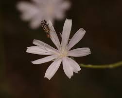 Image result for Lactuca inermis