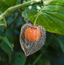 Details can't find your plant? Chinese Lantern Seeds Flower Seeds In Packets Bulk Eden Brothers