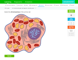 Check spelling or type a new query. Plant Animal Cells