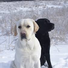 Puppies and dogs for sale in canada on puppyfinder.com. Monohaven Labrador Retrievers Mono Ontario Canada