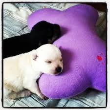 Holistic health care for pets is our passion. Pet Care Veterinary Clinic Dela Paz Cainta Rizal