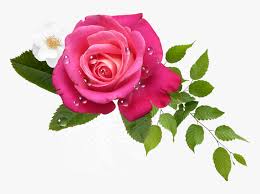 With your choice of fries or mashed potatoes and veggies of the day. Rosas Rosa Png Some People Only Love You As Much Transparent Png Transparent Png Image Pngitem