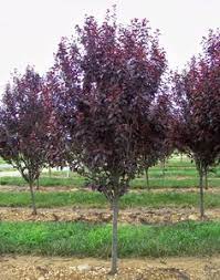 Learn about some of the best small trees to accent your patio. Prunus Cerasifera Krauter Vesuvius Krauter Vesuvius Plum Ornamental Trees Landscaping Landscaping Trees Landscape Trees