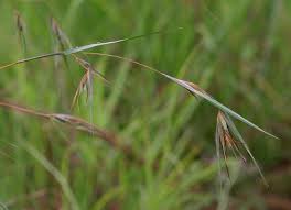 Image result for Themeda triandra