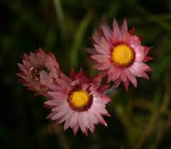 Image result for Helichrysum adenocarpum