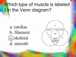 • smooth muscles respond to stretch only briefly, and then adapts to its new length. Which Type Of Muscle Is Labeled I In The Venn Diagram A Cardiac B Filament C Skeletal D Smooth Ppt Download