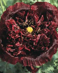 In der regel ist die blütezeit aber im sommer, in der zeit zwischen mitte mai und mitte september. Schlafmohn Paeonien Mohn Samen Black Paeony Samen Seeds