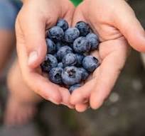 Chandler Blueberry Plant For Sale - 10-14" Tall, 1 Liter Potted Plant