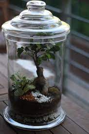 Allow for fresh air to circulate in a closed terrarium. Large Bonsai Terrarium