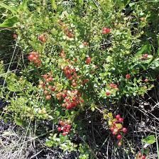 Image result for Vaccinium stanleyi