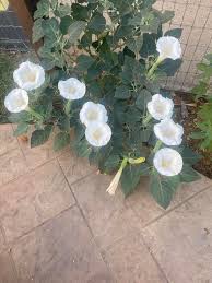 Image result for Datura inoxia