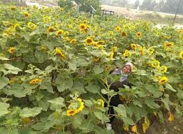 Lagu sunflower merupakan bagian dari ost spiderman: Wisata Bunga Matahari Di Taman Bunga Impian Okura Annafi Muja