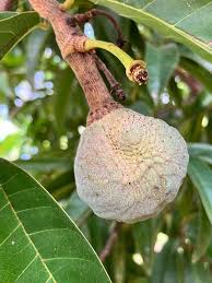 Image result for Annona reticulata