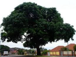 Image result for Trichilia