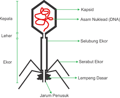 Siswapedia | situs pendidikan & pengetahuan umum di indonesia. Kejarcita 1 Bank Soal Sekolah