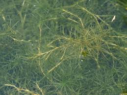 Image result for Najadaceae