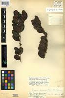 Image result for Hippocratea africana
