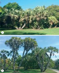 Image result for Hyphaene