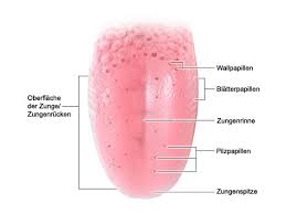 Das hat zur folge, dass karies und eben auch pickel auf der zunge entstehen können. Wie Funktioniert Die Zunge Gesundheitsinformation De