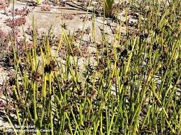 Image result for Cyperus laevigatus