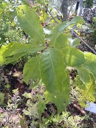 Image result for Grewia arborea