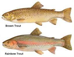 Brown Trout And Rainbow Trout Rainbow Trout Fishing Fish Brown Trout