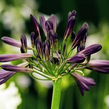 agapanthus