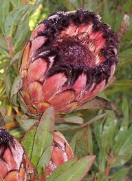 Image result for Protea micans
