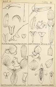 Image result for Eulophia angolensis