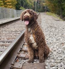 The cross breed obtained by mixing the poodle with the english springer spaniel goes by the name springerdoodle. English Springer Spaniel Cross Poodle Online