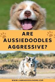 How much does a mini aussiedoodle cost? Are Aussiedoodles Aggressive Everything You Should Know