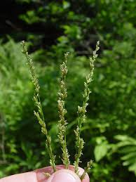 Image result for Glyceria