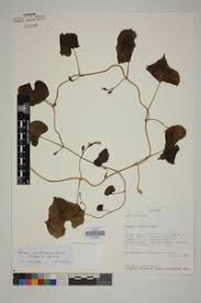 Image result for Ipomoea adenioides