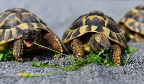 10 Awesome Tortoise Species With Pictures The Complete Guide