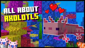 Check spelling or type a new query. How To Tame An Axolotl In Minecraft More About The New Animal In The Game