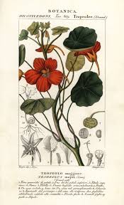 Image result for Tropaeolum majus