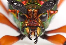 Image result for Buchnera keilii