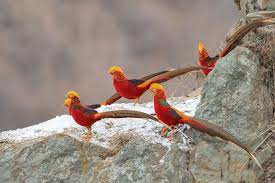 Realistic phoenix bird drawings google search phoenix bird tattoos phoenix tattoo pheonix tattoo. This Bird Is Known As The Red Phoenix Its Majestic Appearance Will Make You Feel Fascinated Good Times