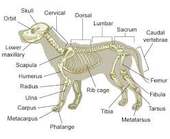 Dog Skeletal Anatomy Dog Anatomy Vet Tech Student Vet Assistant