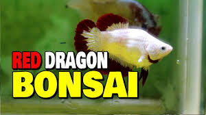 Удобрение для бонсай bonsai master 100 г. Cupang Red Dragon Bonsai Youtube