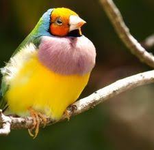 Birds For Sale In Florida Craigslist Baby Zebra Finch Care Craigslist Baby Finches For Sale In The Bronx Pet Birds Cool Pets Finches Bird