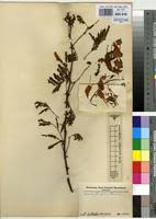 Image result for Acacia goetzei