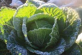 What To Plant In Your Vegie Patch In Winter Edible Backyard