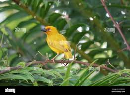 Image result for Agathisanthemum bojeri