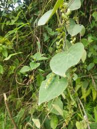 Image result for Cissampelos mucronata